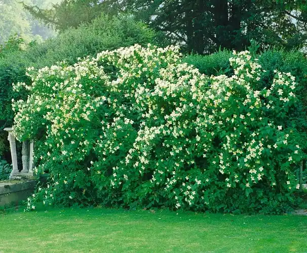Lågt pris | Smultronschersmin 50-p barrotad 80-100cm