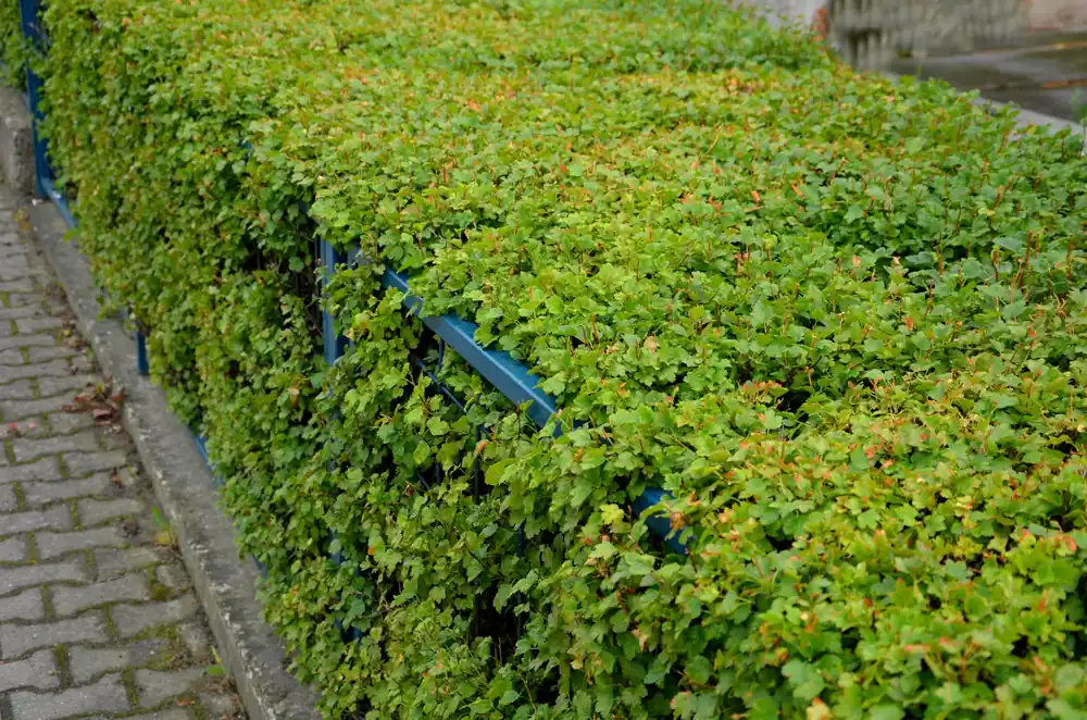 Erbjudande - Ribes alpinum ‘Schmidt‘, 50-70 cm, 4-6 gr, 100-pack-Goliat