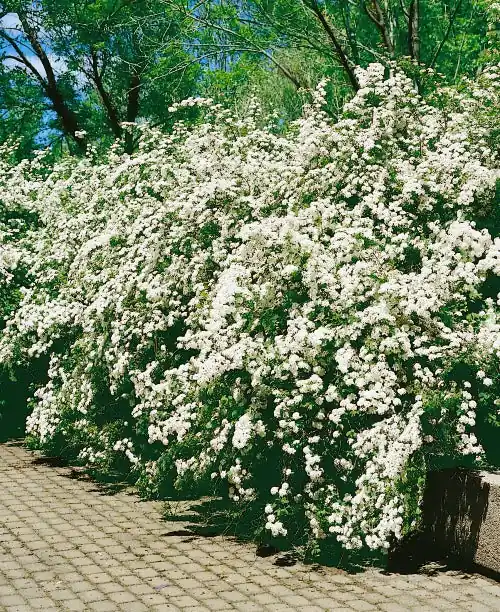 Bukettspirea 50-p barrotad 80-100cm | Finns i lager