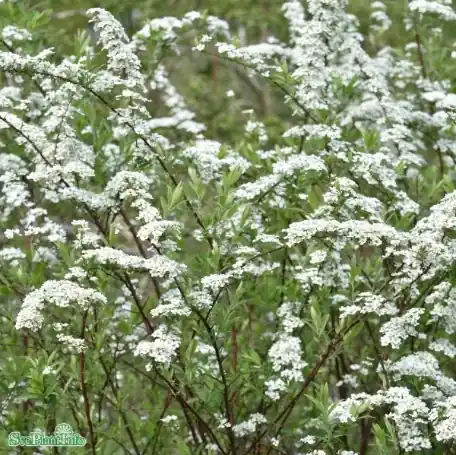 Norskspirea ‘Grefsheim E‘ 100-pack i kruka - Sista dagarna
