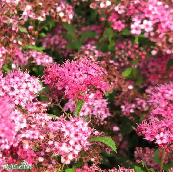 Tryggt köp - Praktspirea ‘Sapho‘ 100-pack i kruka