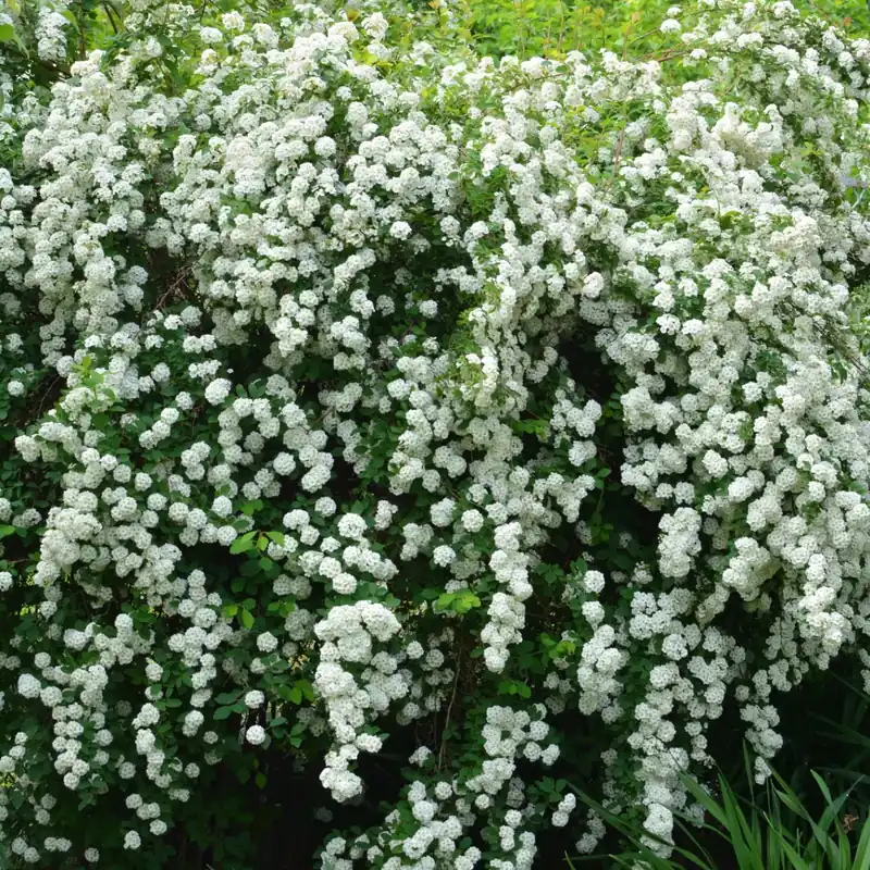 Bukettspirea 20-pack i kruka - Erbjudande