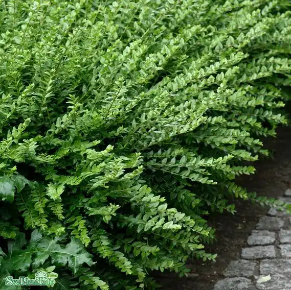Tillverkarpris - Myrtentry ‘Maigrün‘ 100-pack i kruka