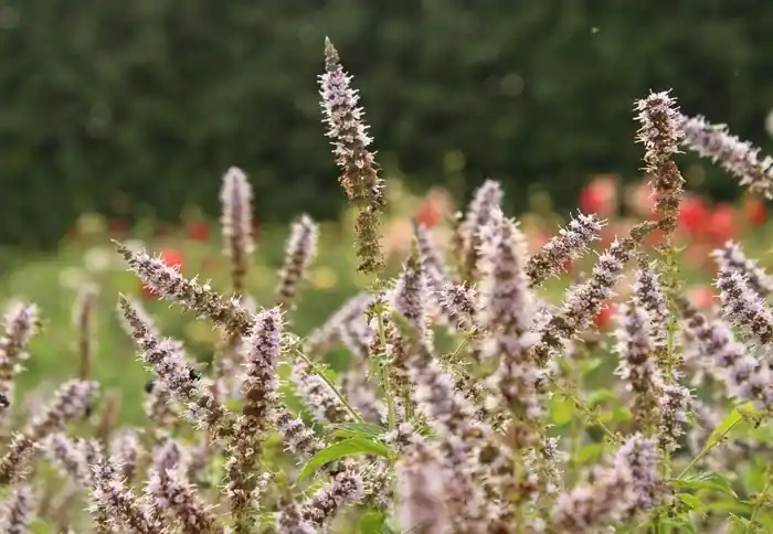 Mentha spicata ‘F?gre‘, 6-pack - Beställ direkt