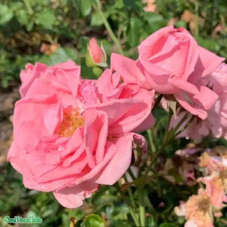 Begränsat antal | Klätterros ‘Coral Dawn‘ 10-pack barrot