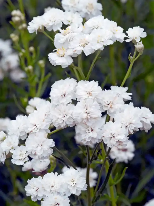 Mycket efterfrågad - Achillea ptarmica ‘The Pearl‘, 6-pack