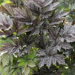 Actaea simplex ‘Brunette‘, 3-pack - Dagens deal