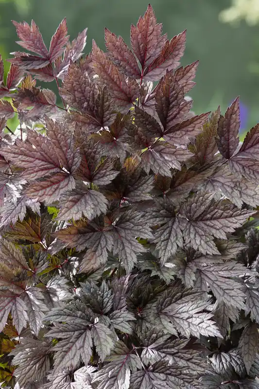 Actaea simplex ‘Pink Spike‘, 6-pack | Beställ nu