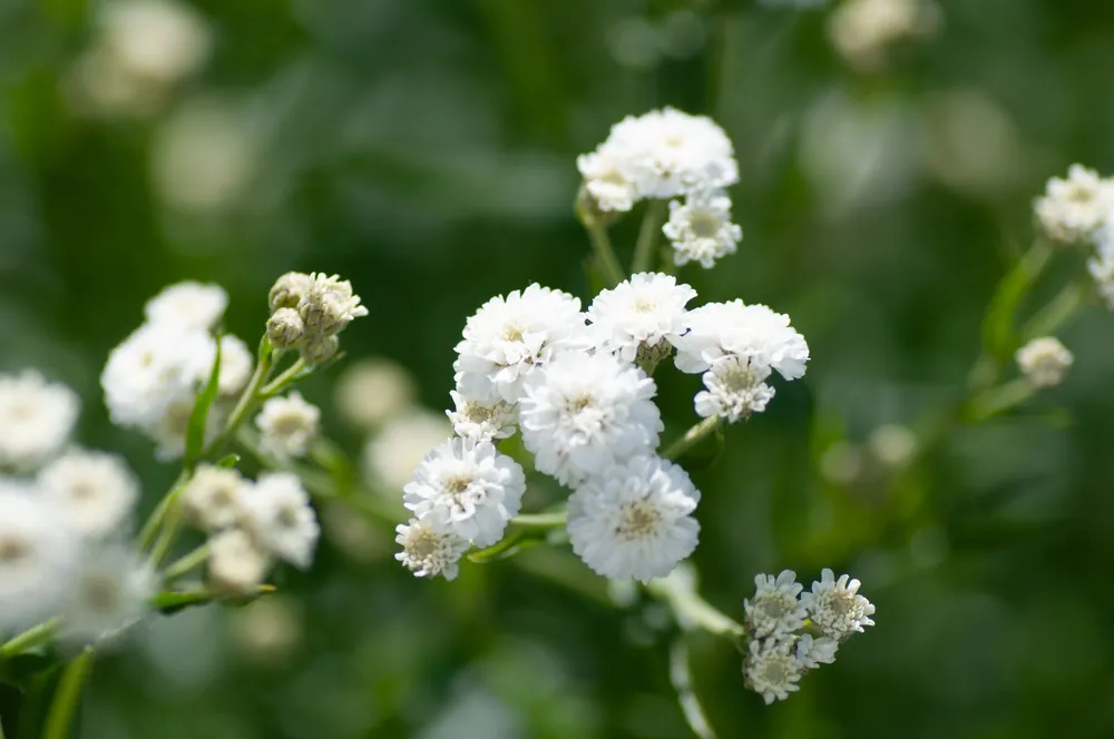 Köp online - Gypsophila paniculata, 15-pack