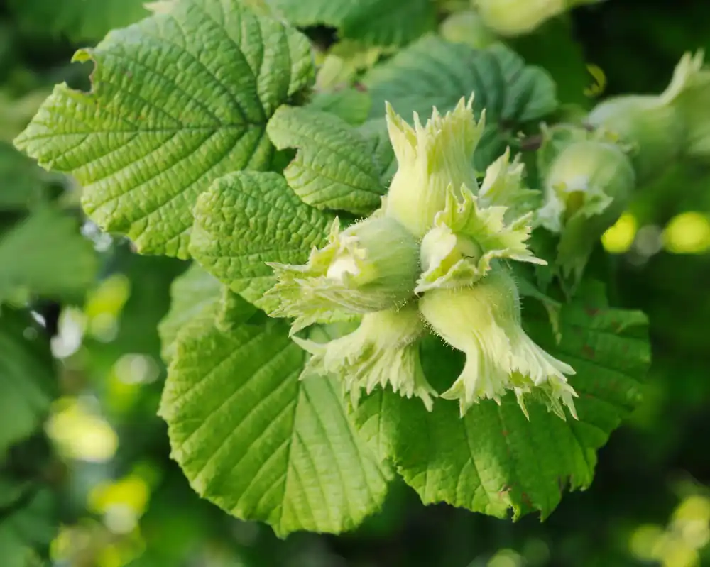 Corylus ‘Webb‘s Prize Cob‘, 10-pack - Mycket populär
