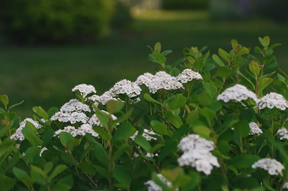 Specialerbjudande - Spiraea betulifolia ‘Tor‘ E, co, 20-pack