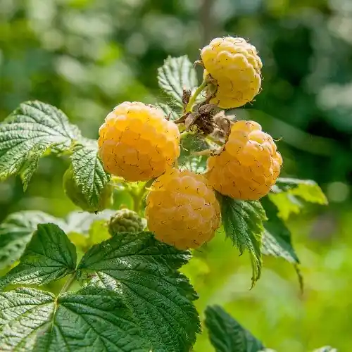 Lägg i varukorg | Hösthallon ‘Fallgold‘ 10-pack i kruka