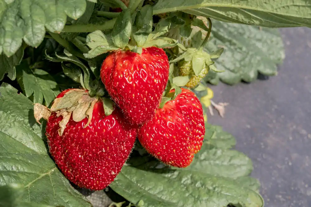 Reapris | Fragaria ananassa ‘Honeoye‘, 15-pack