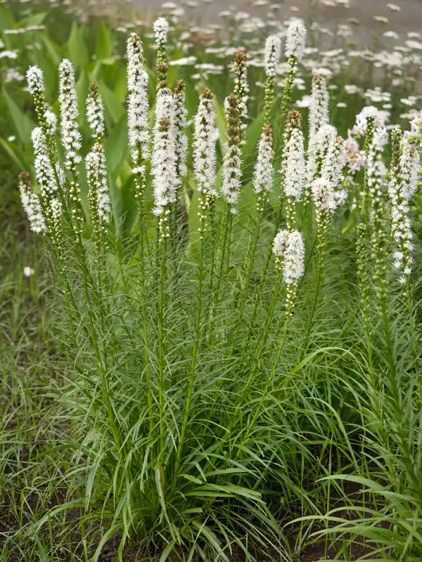 Liatris spicata ‘Alba‘, 6-pack | Bästsäljare
