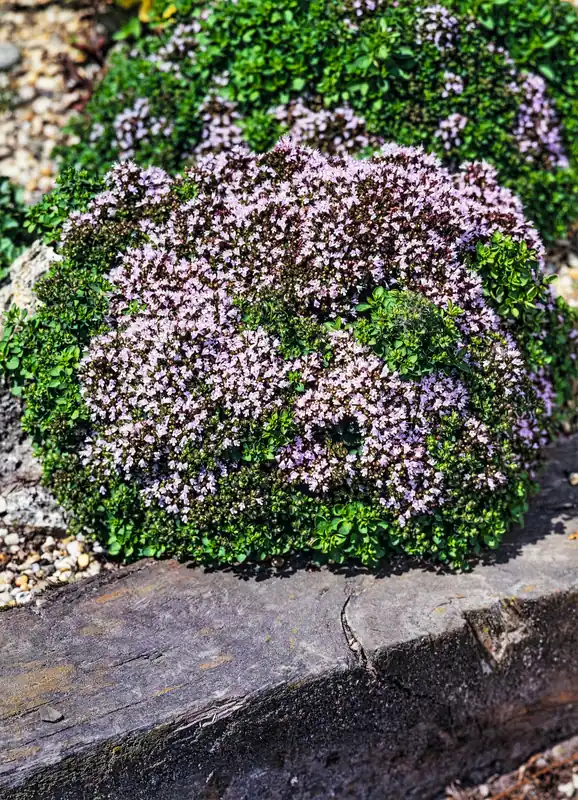 Under begränsad tid | Origanum vulgare ‘Compactum‘, 15-pack