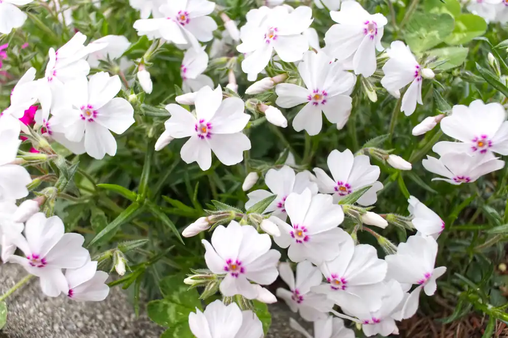 Tryggt köp - Phlox subulata ‘Amazing Grace‘, 15-pack