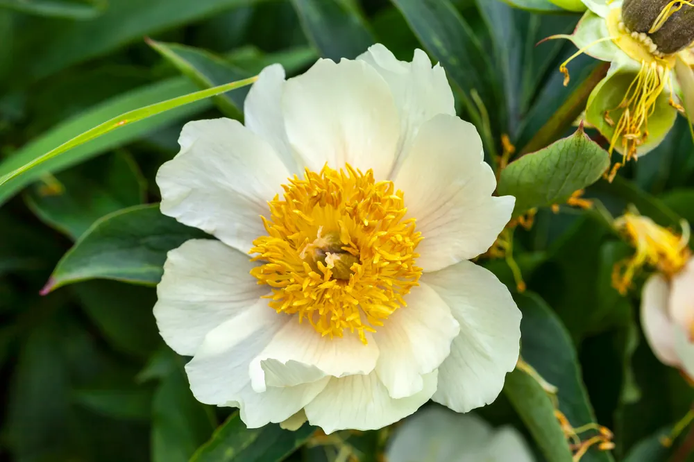 Reapris | Paeonia lactiflora ‘Claire de Lune‘, 2L, 2-pack