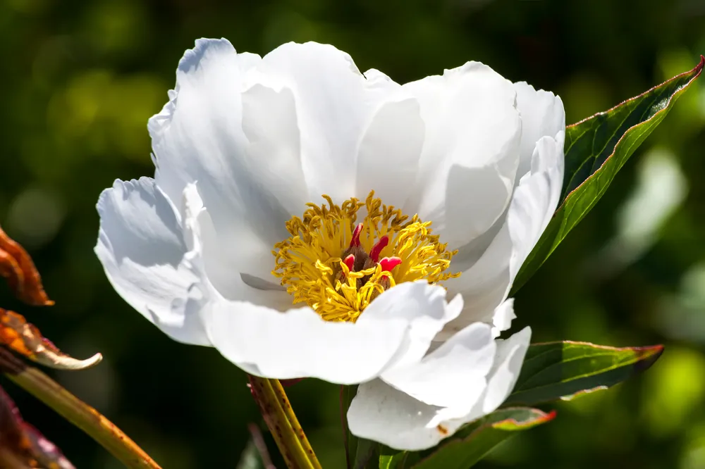 Smidig beställning | Paeonia lactiflora ‘White Wings‘, 2L, 4-pack
