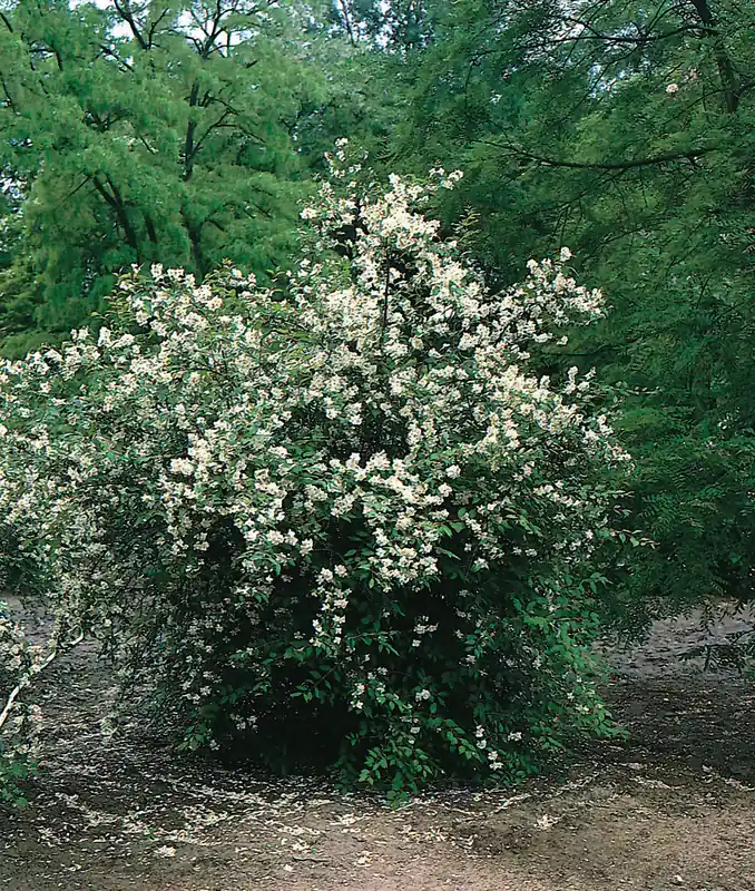 Storsäljare | Philadelphus coronarius , 5-pack