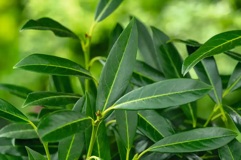 Prunus laurocerasus ‘Herbergii‘, 5-pack | Prissänkt