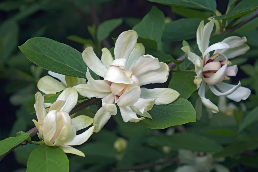 Calycanthus ‘Venus‘, 1-pack - Premiumkvalitet