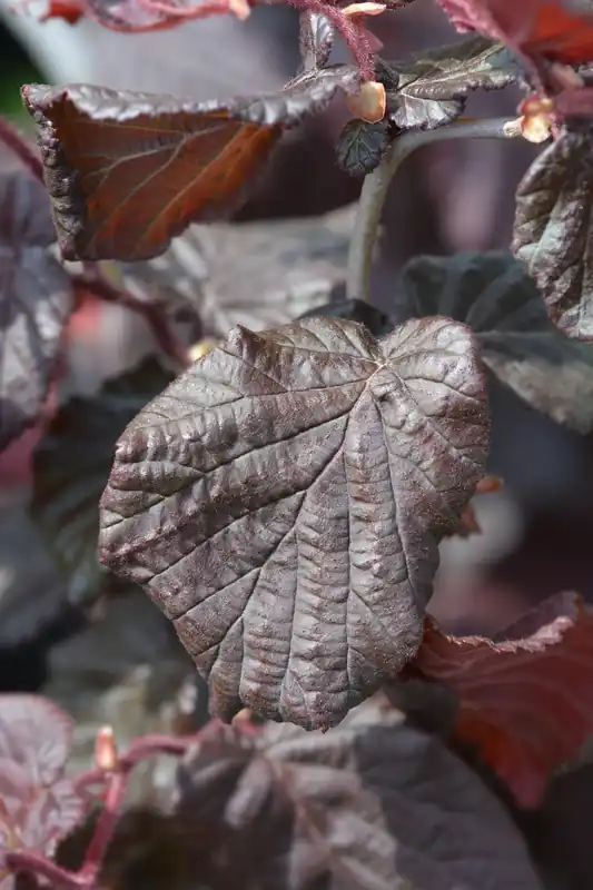 Kundfavorit | Corylus avellana ‘Red Majestic‘, 1-pack