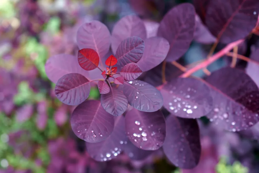 Sänkt pris - Cotinus coggygria ‘Royal Purple‘, 5-pack