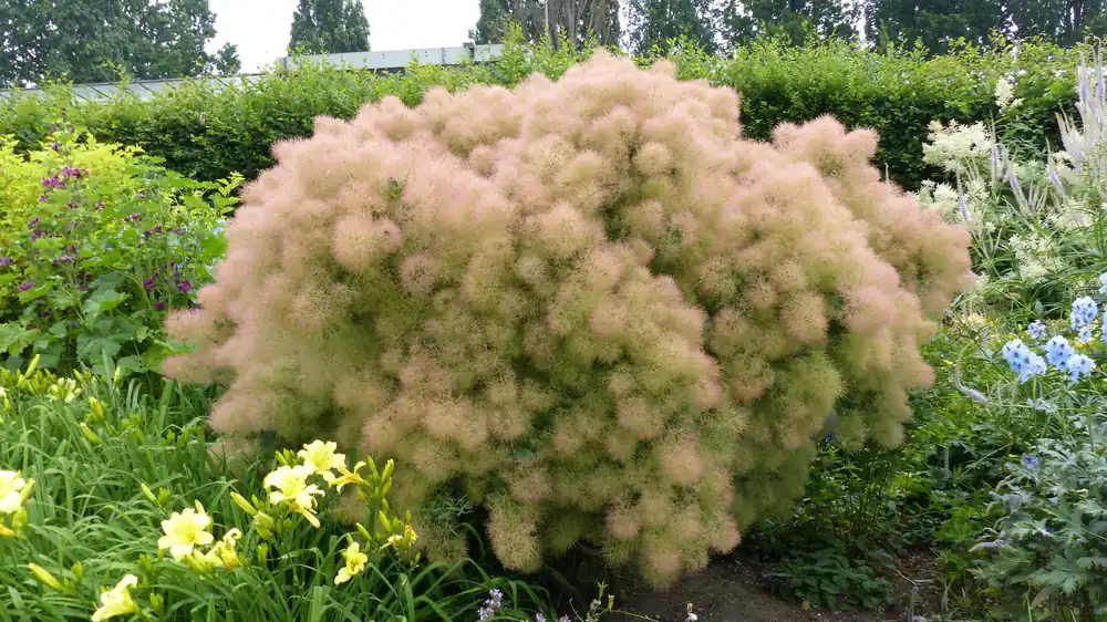 Populärt just nu | Cotinus coggygria ‘Young Lady‘, 1-pack