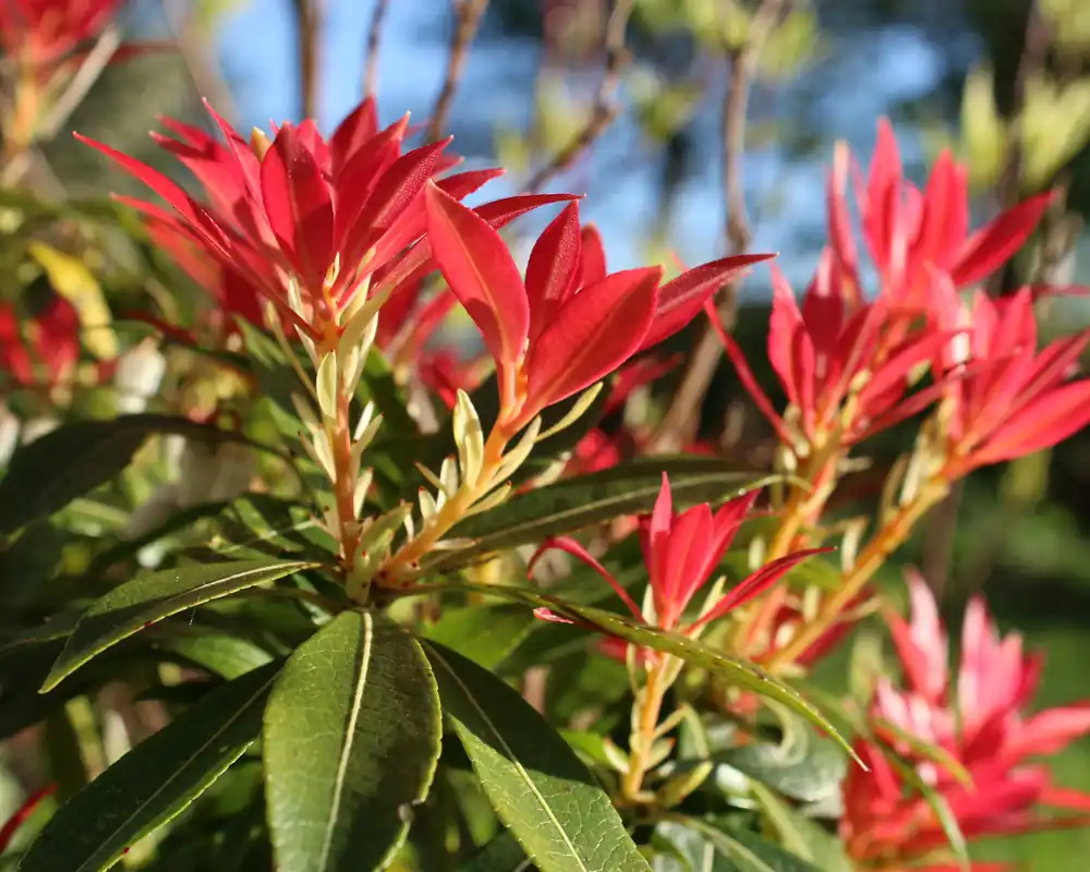 Pieris ‘Forest Flame‘, 5-pack | Erbjudande