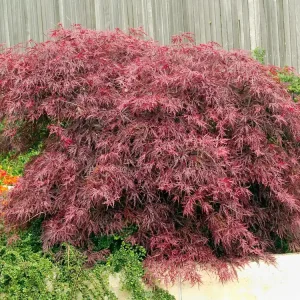 Acer palmatum ‘Garnet‘, 1-pack | Köp idag