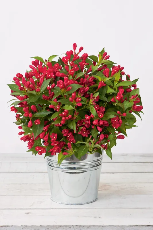 Ny lansering - Weigela ALL SUMMER RED, 5-pack