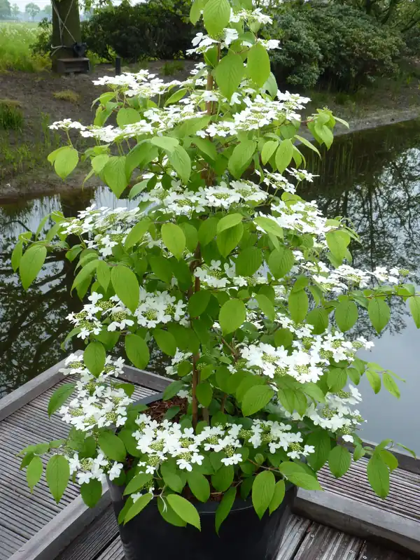 Viburnum plicatum f. tomentosum ‘Kilimandjaro‘, 5-pack - Passa på