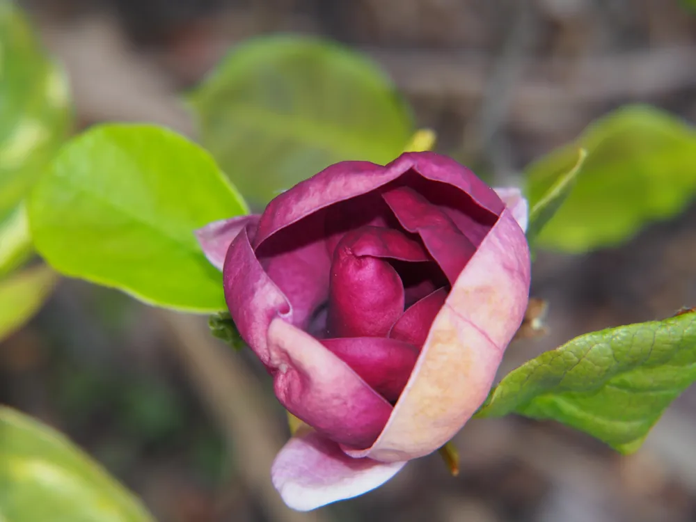 Magnolia ‘Genie‘, 5-pack - Storsäljare