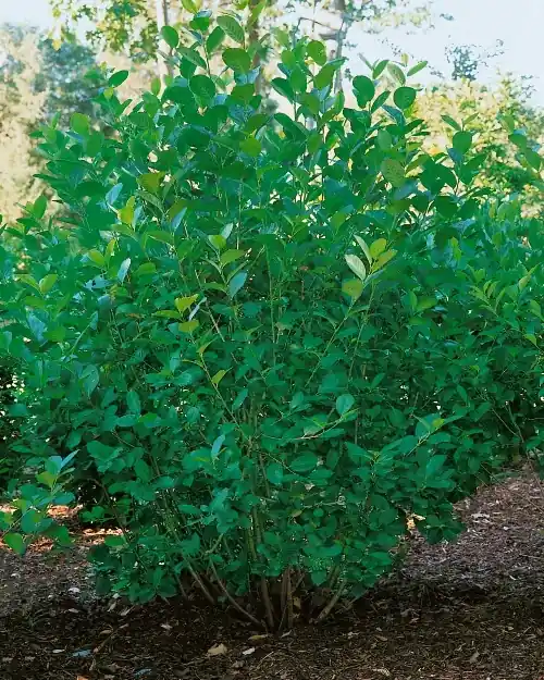 Aronia ? prunifolia ‘Elata‘, 10-pack - Sista chansen