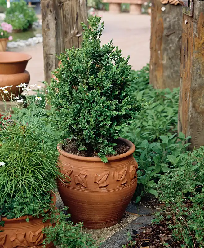 Buxus sempervirens, 30-40 cm, 3-pack - Dagens deal