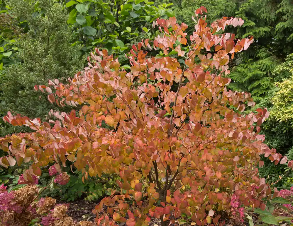 Cercidiphyllum japonicum, 5-pack - Sänkt pris