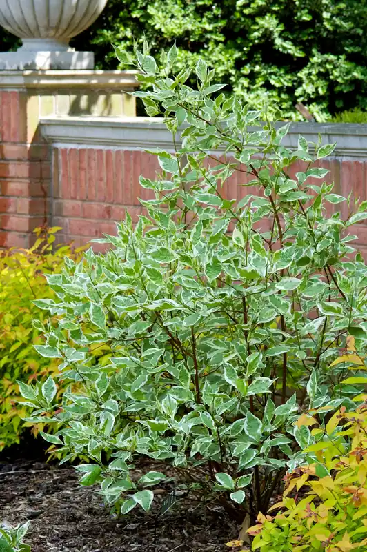 Cornus alba ‘Elegantissima‘, 3-pack - Utförsäljning