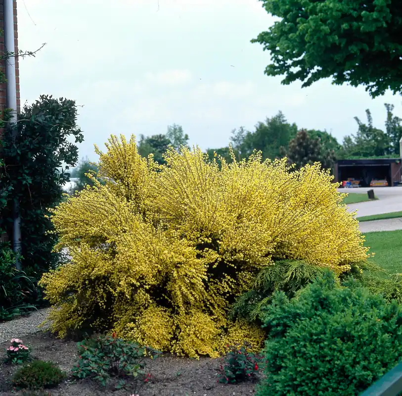Kanonerbjudande - Cytisus ? praecox ‘Allgold‘, 10-pack
