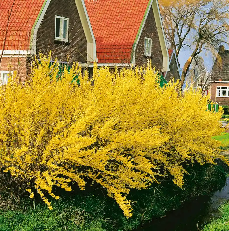Kampanj - Forsythia ? intermedia ‘Lynwood‘, 5-pack