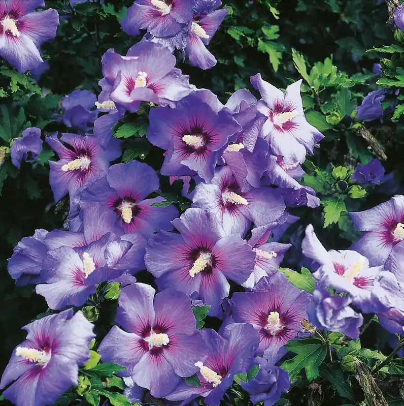 Storsäljare | Hibiscus syriacus ‘Oiseau Bleu‘, 3-pack