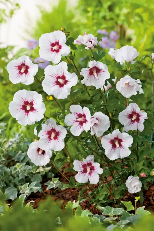Nytt lägre pris - Hibiscus syriacus ‘Red Heart‘, 3-pack
