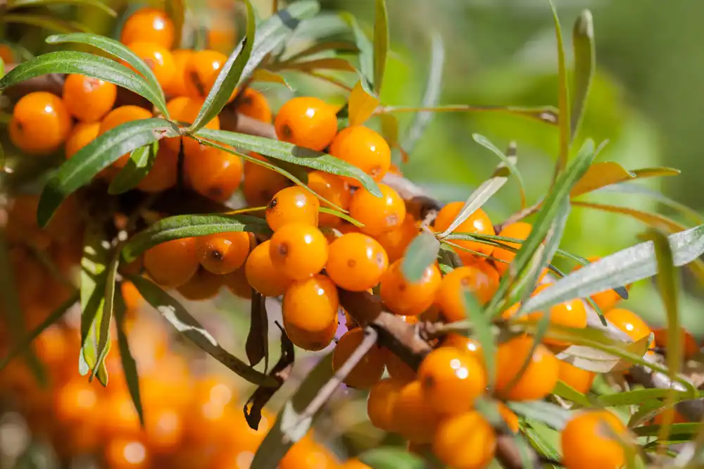 Hippophae rhamnoides , 3-pack | Reapris