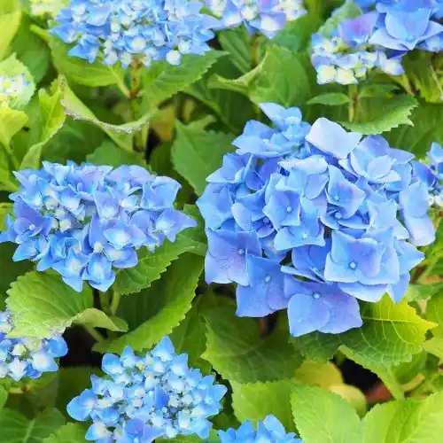 Trädgårdshortensia ‘Nikko Blue‘ co 5-pack - Nyhet