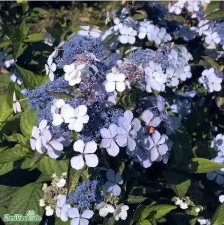 Nyhet i sortimentet - Purpurhortensia ‘Bluebird‘ co 10-pack