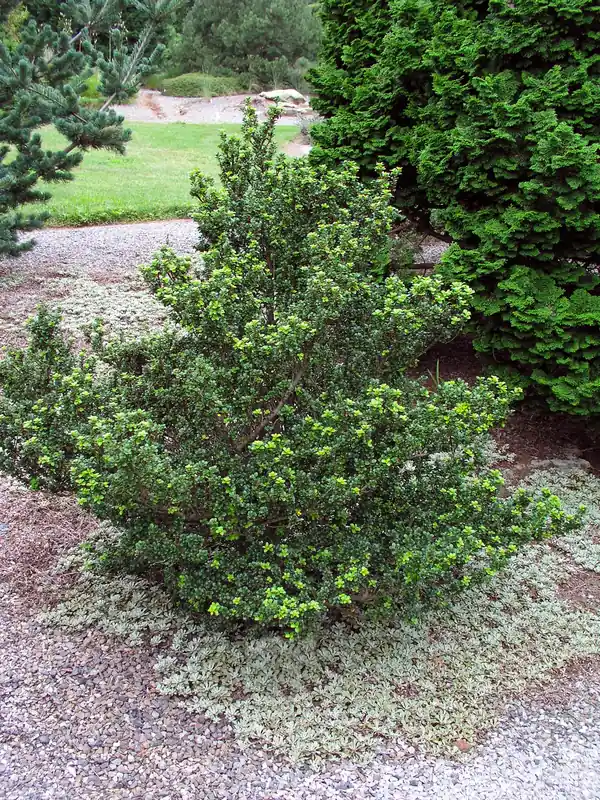 Ilex crenata DARK GREEN, 5-pack - Lägg i varukorg