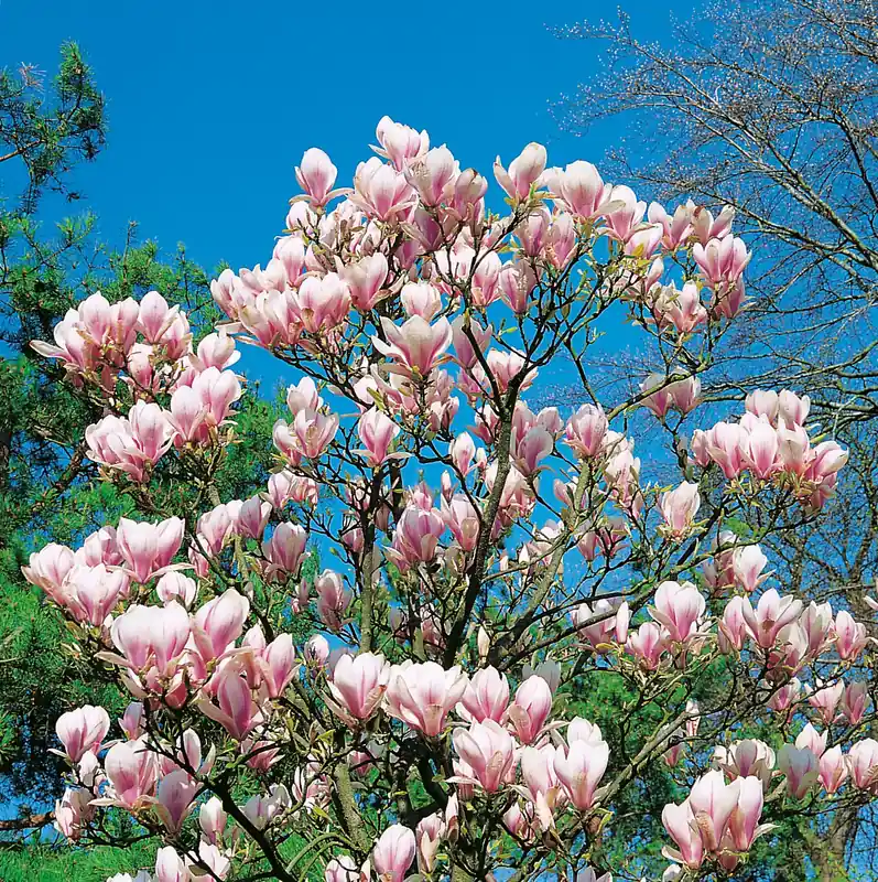Magnolia ? soulangeana, 3-pack - Väl omtyckt