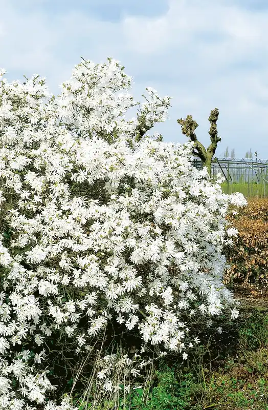 Magnolia stellata ‘Royal Star‘, 3-pack | Försäljningssuccé