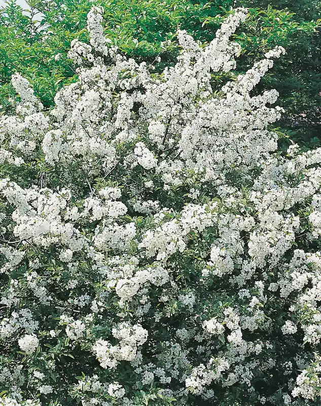 Malus toringo var. sargentii , 10-pack - Kundernas favorit