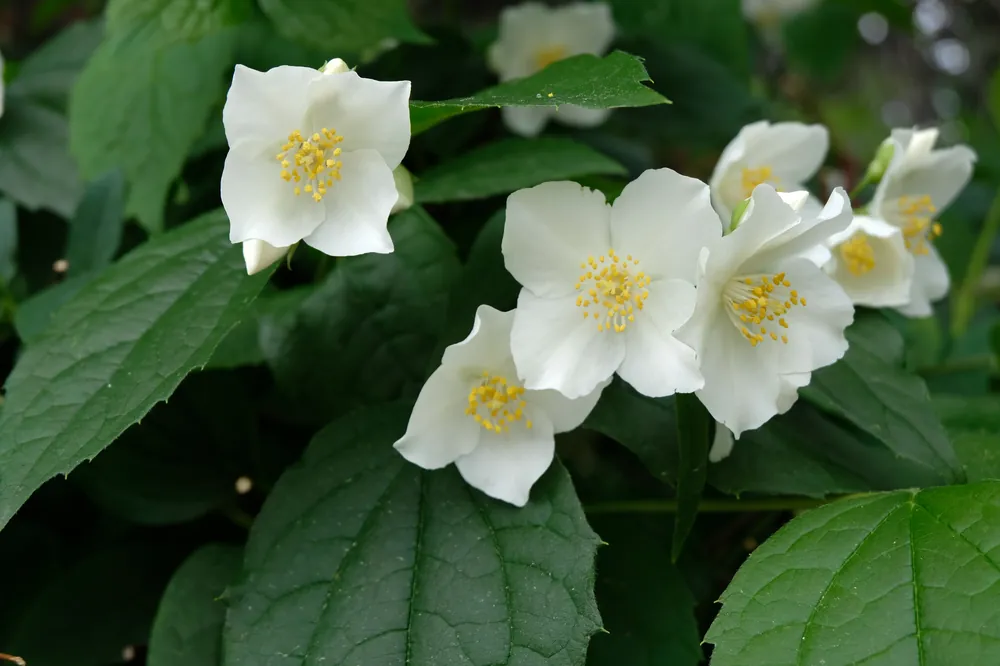 Nyinkommet - Philadelphus coronarius ‘Finn‘, 5-pack