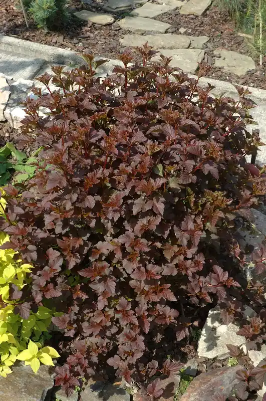 Professionell kvalitet | Physocarpus opulifolius ‘Diabolo‘, 3-pack